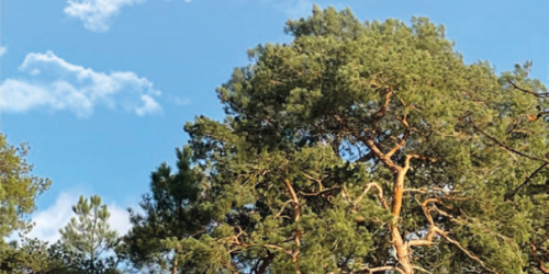 Dossier "l'écho du clocheton" à consulter - Lire la suite